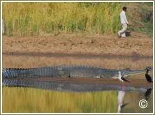 Chambal Dholpur