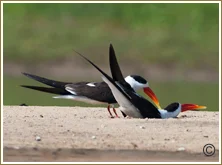 Chambal Dholpur Indian Skimmer