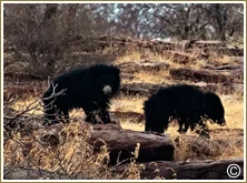 Sloth Bear 