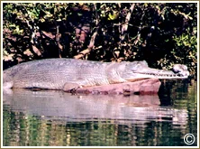 Chambal Gavial